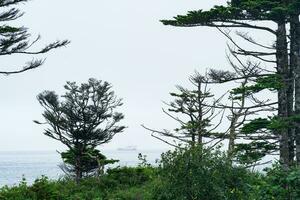 costiero foresta con nano pini su il Pacifico costa, kuril isole foto