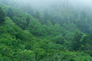 nebbioso montagna foresta su il pendenza di il vulcano su il isola di kunashir foto