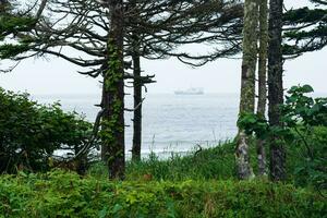 costiero foresta con liane su il Pacifico costa, kuril isole foto