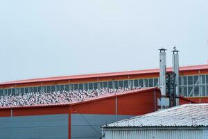 industriale paesaggio, molti gabbiani sedersi su il tetto di un' pesce in lavorazione pianta foto