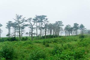 costiero paesaggio di kunashir isola con boschi curvo di il vento foto