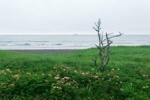 costiero paesaggio di kunashir isola con un' solitario asciutto albero e un' nave nel il distanza foto