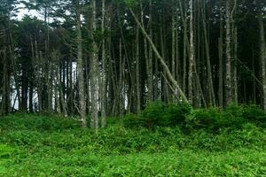 costiero foresta con frangivento e nano bambù sottobosco su il Pacifico costa, kuril isole foto