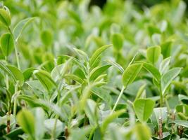 superiore di verde tè foglia nel il mattina, tè piantagione. tè verde germoglio e foglie, verde tè fresco foglie, tè piantagioni, verde pianta piantagione su il montagna foto