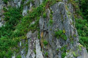 puro basalto scogliere coperto di vegetazione con lussureggiante vegetazione foto