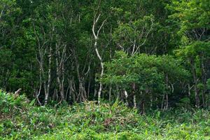 foresta paesaggio di il isola di Kunashir, contorto alberi e sottobosco di nano bambù foto