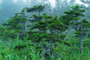 nebbioso mattina foresta paesaggio con meravigliosamente contorto pini foto