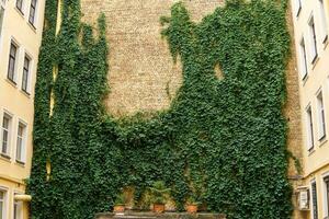 paesaggio urbano, vuoto cortile parete coperto con edera foto