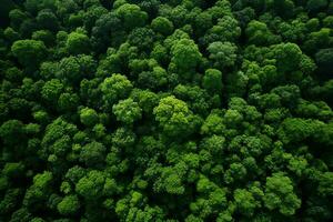 ai generato aereo Visualizza di al di sopra di buio pino foresta alberi. superiore giù fuco Visualizza. foto