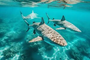ai generato aereo Visualizza di delfini nuoto attraverso tropicale blu acqua foto