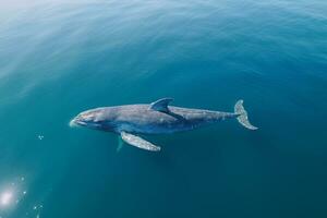 ai generato aereo Visualizza di delfini nuoto attraverso tropicale blu acqua foto