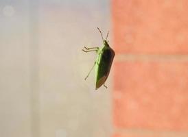 bug scudo verde sulla finestra foto