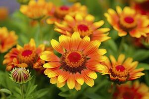 ai generato gaillardia o coperta fiore. luminosa e colorato occhiali da sole di caldo toni. ai generato foto