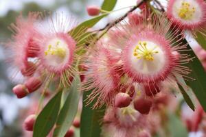 ai generato bellissimo gomma albero rosa fiori e mini cuffie. ai generato foto