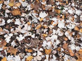 sfondo di foglie d'autunno foto