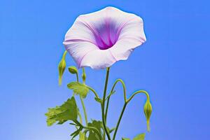 ai generato mattina gloria fiore con blu cielo. ai generato. foto