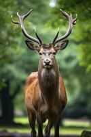 ai generato vicino su di rosso cervo cervo. ai generato foto