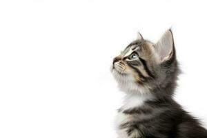 ai generato giocoso divertente gattino guardare su isolato su un' bianca sfondo. ai generato foto