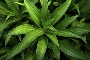 ai generato un' pianta con molte di grande verde le foglie. ai generato foto