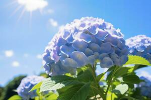 ai generato blu francese ortensia sotto blu cielo. ai generato foto