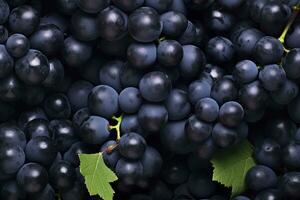 ai generato piatto posare sfondo di viti, molte di biologico blu buio uva. ai generato foto