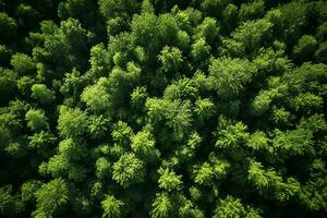 ai generato aereo superiore Visualizza rurale strada nel il foresta, sporco strada o fango strada e pioggia foresta, aereo Visualizza strada nel natura, ecosistema e salutare ambiente foto