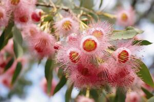 ai generato bellissimo gomma albero rosa fiori e mini cuffie. ai generato foto