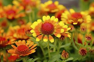 ai generato gaillardia o coperta fiore. luminosa e colorato occhiali da sole di caldo toni. ai generato foto