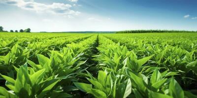 ai generato campo di vivace verde biocarburante raccolti. ai generato. foto