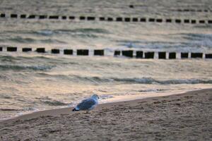 gabbiano in piedi su il spiaggia di il baltico mare. pennelli raggiungendo in il mare foto