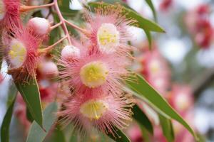 ai generato bellissimo gomma albero rosa fiori e mini cuffie. ai generato foto