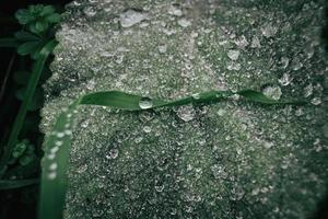gotas de agua en hojas foto