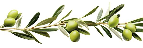 ai generato oliva albero ramo, verde olive e le foglie su bianca sfondo. ai generato. foto