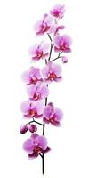 ai generato rosa orchidea isolato su bianca sfondo. ai generato foto