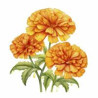 ai generato acquerello autunno calendula fiori con gocce di pioggia su bianca sfondo. ai generato foto