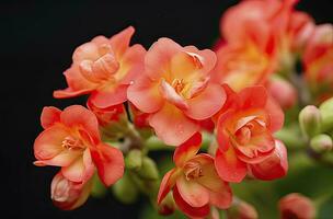 ai generato kalanchoe blossfeldiana. ai generato foto