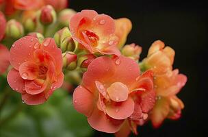 ai generato kalanchoe blossfeldiana. ai generato foto