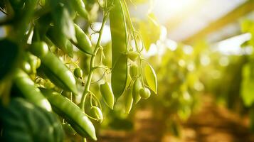 ai generato maturo verde piselli mini cuffie su rami nel azienda agricola serra, luce del sole foto