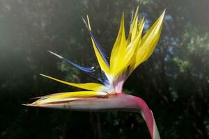 uccello di Paradiso fiore, strelitzia reginae, kirstenbosch, capo cittadina, Sud Africa foto