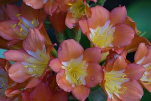 natale giglio, clivia miniata, kirstenbosch, capo cittadina, Sud Africa foto