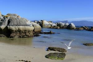 grande sterna crestata, talasseo Bergii, masso spiaggia, capo cittadina, Sud Africa foto