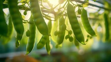 ai generato maturo verde piselli mini cuffie su rami nel azienda agricola serra, luce del sole foto