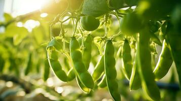 ai generato maturo verde piselli mini cuffie su rami nel azienda agricola serra, luce del sole foto