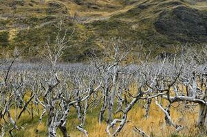 morto alberi, torres del paine nazionale parco, cileno patagonia, chile foto