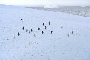 gentoo pinguino, pygoscelis Papua, su un' galleggiante iceberg, bottaio baia, Sud Georgia, Sud Georgia e il Sandwich isole, Antartide foto