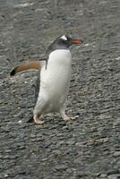 gentoo pinguino, pygoscelis Papua, su un' ghiaioso spiaggia, Fortuna baia, Sud Georgia, Sud Georgia e il Sandwich isole, Antartide foto