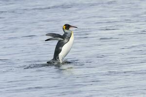 re pinguino, aptenodytes patagonico, In arrivo su di il acqua, Salisbury pianura, Sud Georgia isola, antartico foto