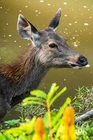 un' femmina cervo nel il foresta foto