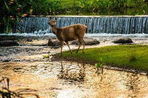 un' femmina cervo nel il foresta foto