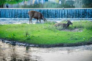 un' femmina cervo nel il foresta foto